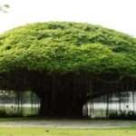 Banyan tree health benefits